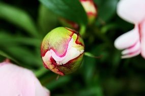 Beautiful buds of the peony flowers