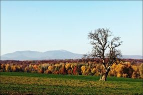 green field against the backdrop of a colorful forest in Alsace