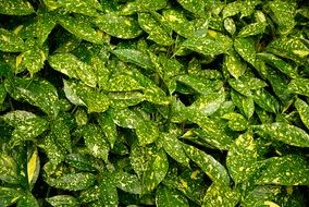 Plants Aucuba Hedge