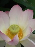 pastel lotus with yellow core close-up