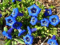 blue gentian flowers in the flowerbed