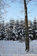 Firs Tree Winter