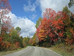 multi-colored trees along a country road
