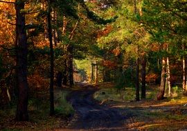 forest road among autumn trees