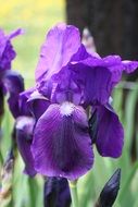 Purple iris Flowers in Garden