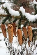 cones on a branch like a christmas landscape
