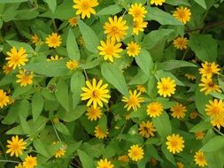 Green bush with beautiful small yellow flowers and leaves in the garden