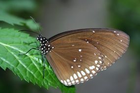 brown butterfly on a plant in the spring garden