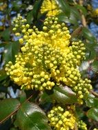 Mahonia, evergreen shrub blossoms