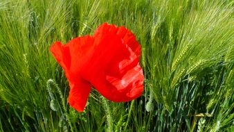 Red Poppy Blossom in green grass