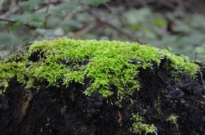 Moss Green Tree Log Forest
