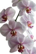 white blooming orchid close-up