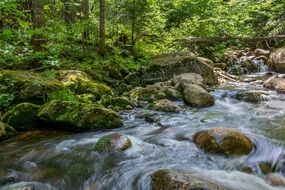 swift river among the stones in the forest