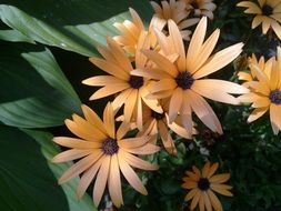 Orange Flowers, osteospermum in garden