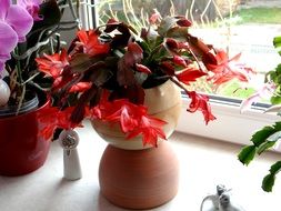 Weihnachtskatus or Schlumbergera potted flowers