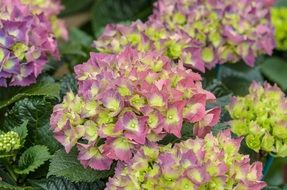 incredibly handsome Hydrangea