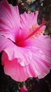 Hibiscus