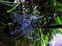 dew Drops on cobweb in forest, Macro