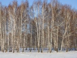 Winter Birch Forest frozen scene