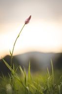 magnificent Nature Flower