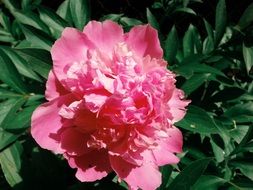pink peony on a green bush