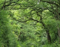 thickets of green forest close up