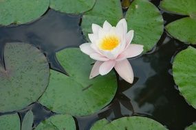 Water lotus flower