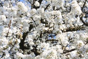 White Flower blooms on Tree branches