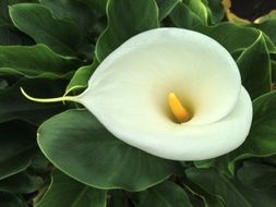 delicate white calla blossom