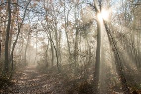 Bright rays of the sun and morning fog on a beautiful forest trail among the trees