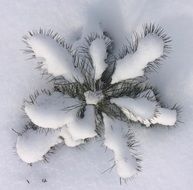 closeup photo of Evergreen pine tree in winter