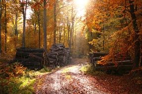 colorful Fairy Forest Autumn landscape