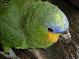 Beautiful, green and blue orange cheeked parrot in Peru