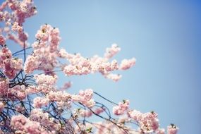 pink tree Blossoms at blue sky