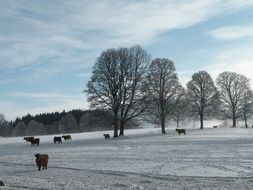 cows in the meadow in winter