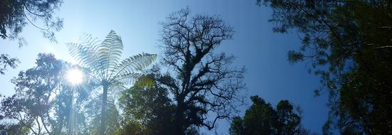 Forest Tropical Indonesia