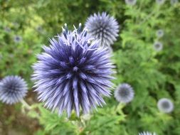 violet blue thistle bud