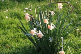bush of daffodils in a green meadow closeup