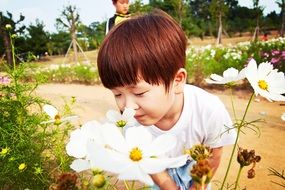 Picture of Asian boy is smelling the flowers