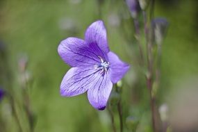 awesome Platycodon Grandiflorum