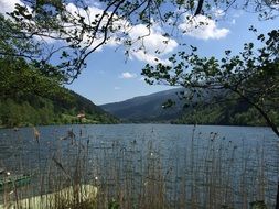 summer Lake Wolfgang with Reed scene
