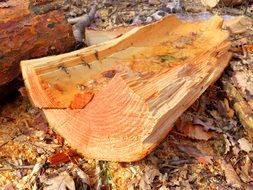 piece of the trunk of a coniferous tree