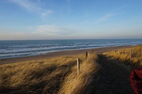dry grass on a sandy beach in the Netherlands