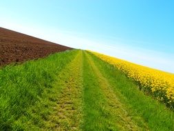 green trail along the rapeseed field