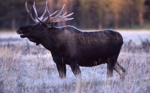 Bull Moose Portrait