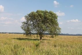 lonely green tree near Sihwa Lake