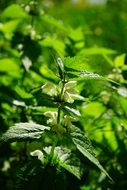 White Deadnettle close-up on blurred background