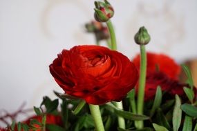 red buttercups in spring