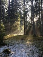 sunbeams in spruce Forest
