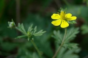 yellow flower with buds closeup